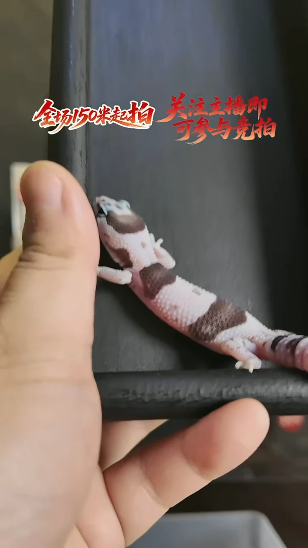 肥尾守宫奶奥肥尾