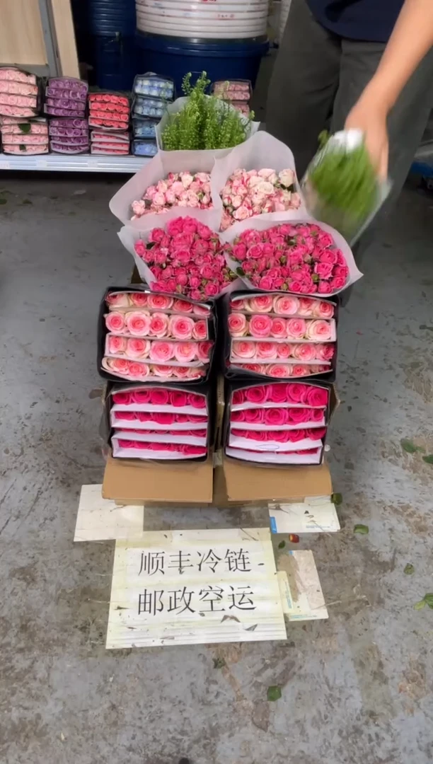 佛洛依德20枝+艾沙20枝+苏菲10枝+折射10枝+绿林草