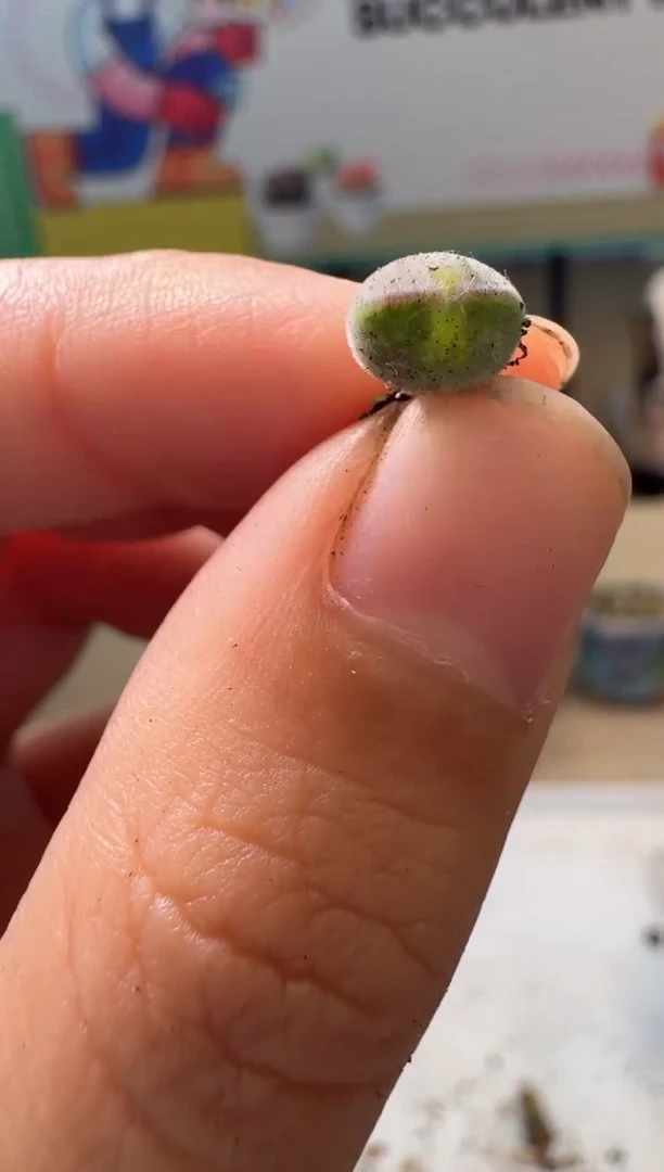 多肉植物肉锥10.8-251