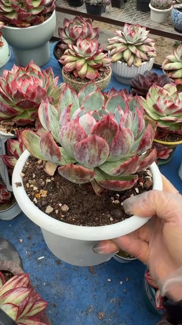 M***e1颗10厘米花脸惊鸿（量拍参考）（裸根发货）