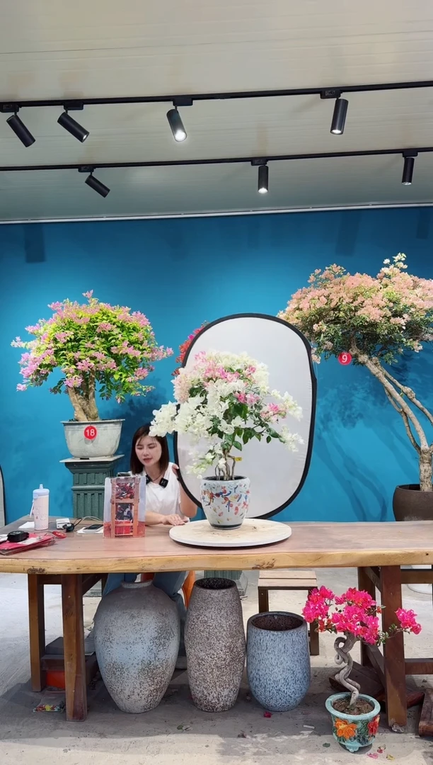 全部花朵椰子冰三角梅