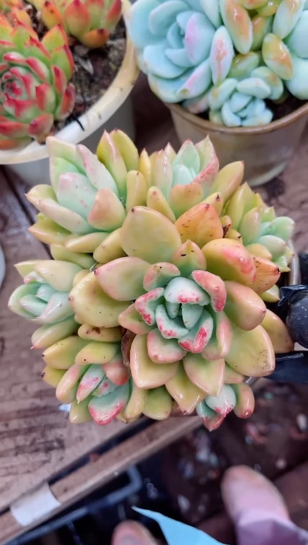 /****/27041多肉植物一物一拍