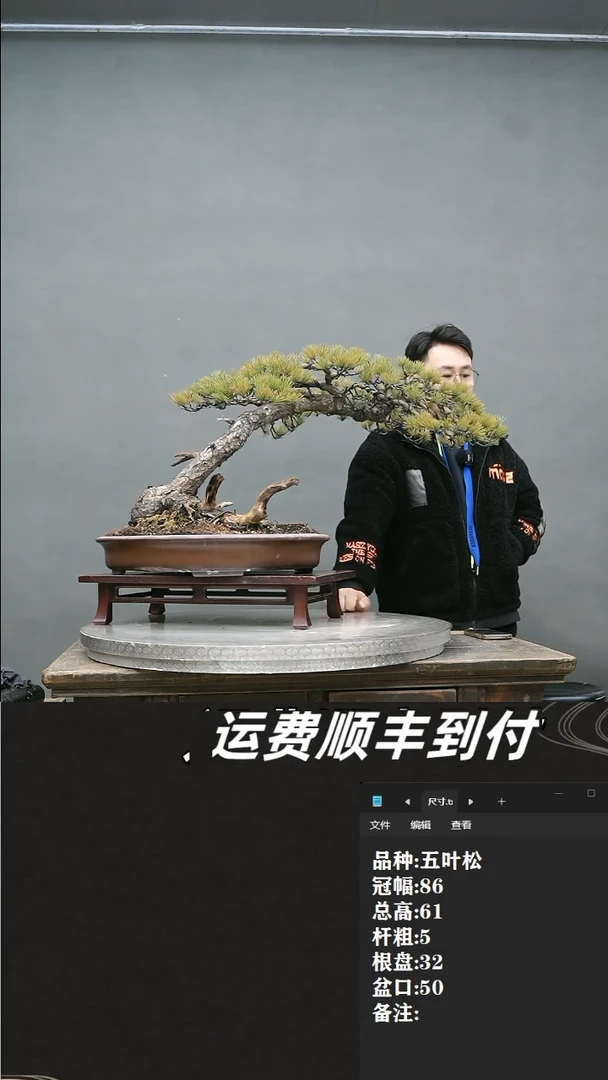 【闪购商品】12 五叶松