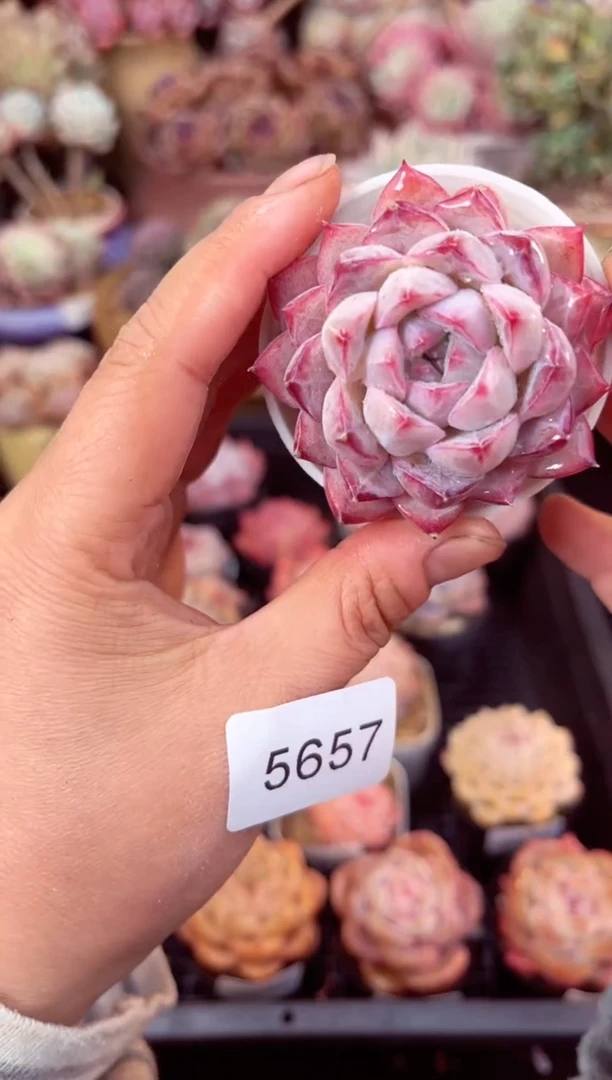 【闪购商品】5657单头多肉