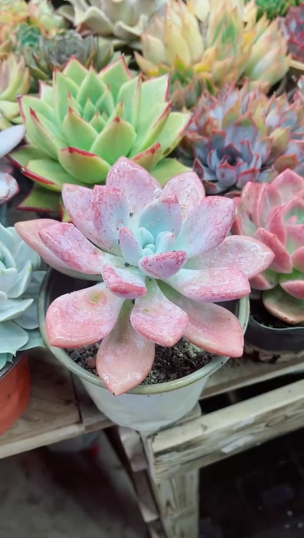 亿****e20001多肉植物一物一拍