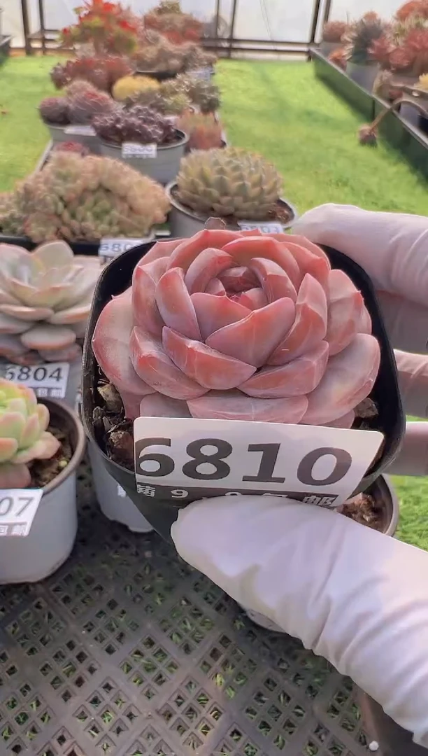 【闪购商品】信福多肉一物一拍