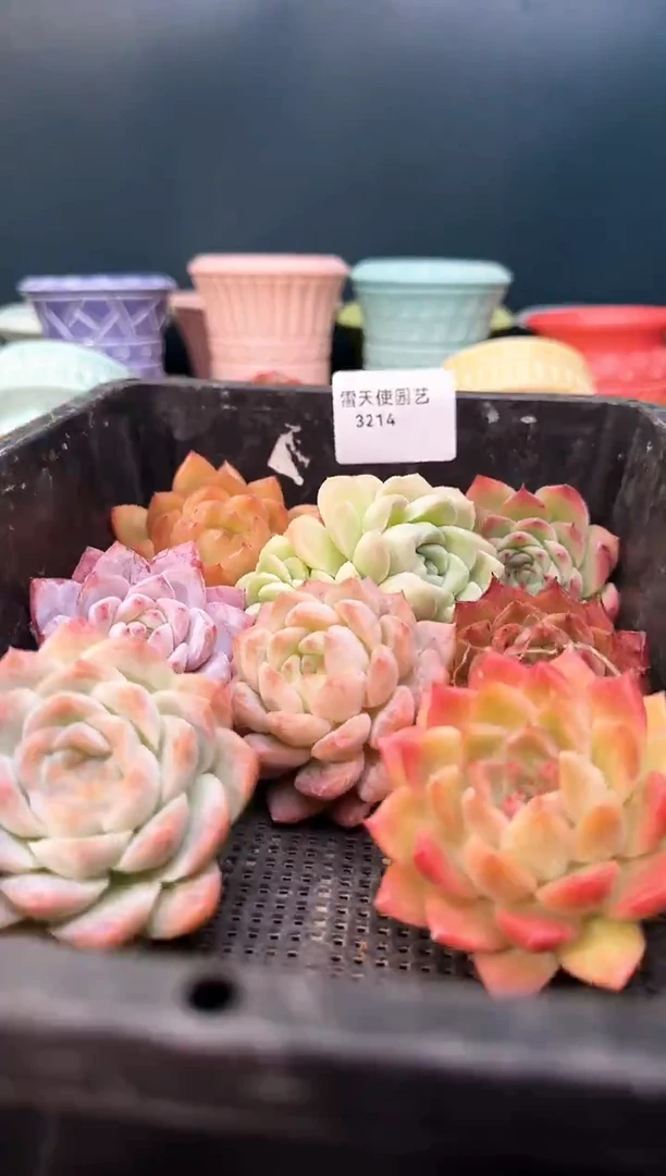 3 214   多肉8  颗