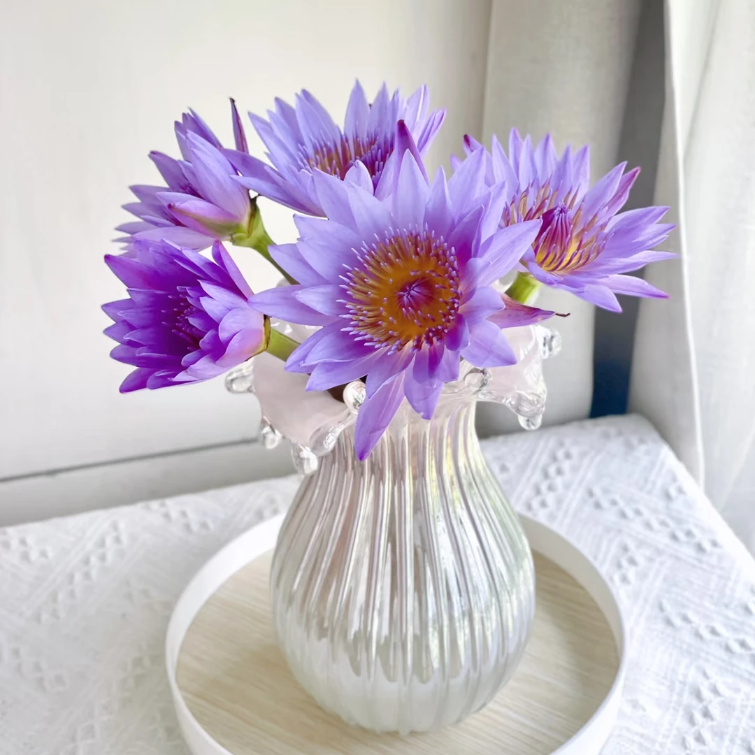 【花和优品】紫色睡莲