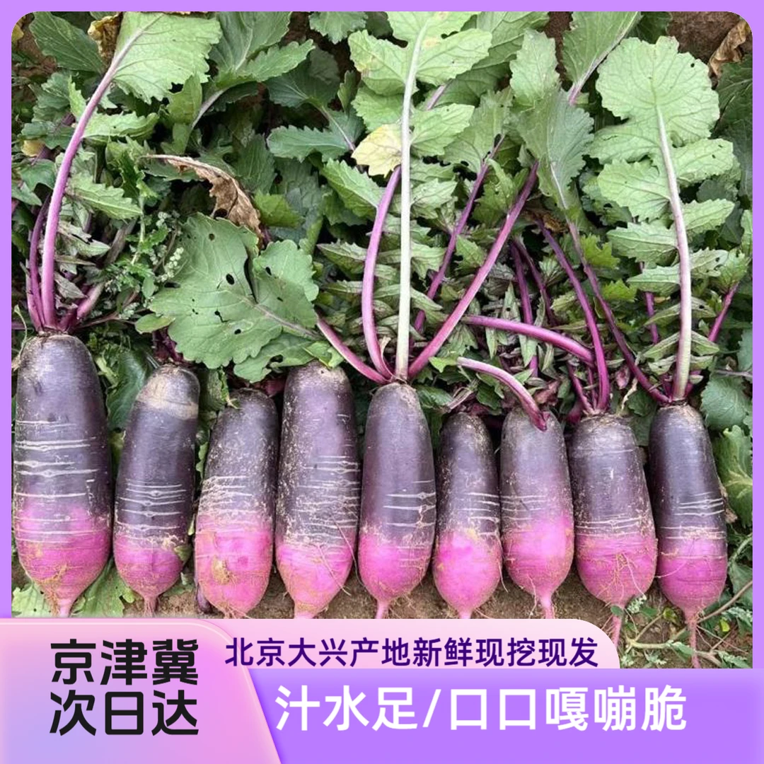 日新悦熠 冰激凌水果黄心萝卜 脆甜汁水足 大兴产地新鲜现挖现发 水果萝卜