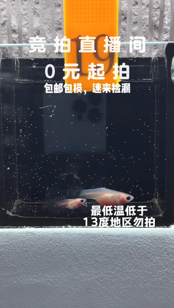 孔雀鱼超透带胎一对编号19
