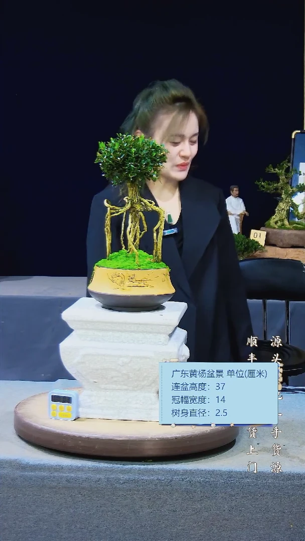 【闪购商品】雀舌黄杨盆景雀舌黄杨盆景