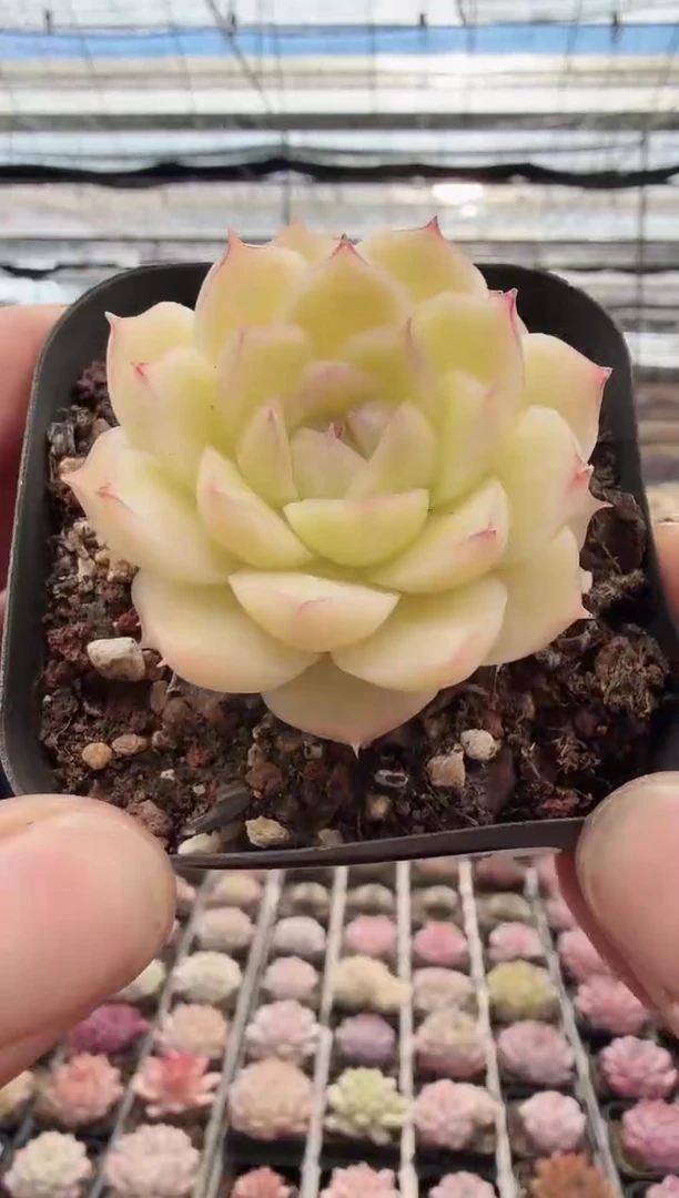 东云多肉园新款-01