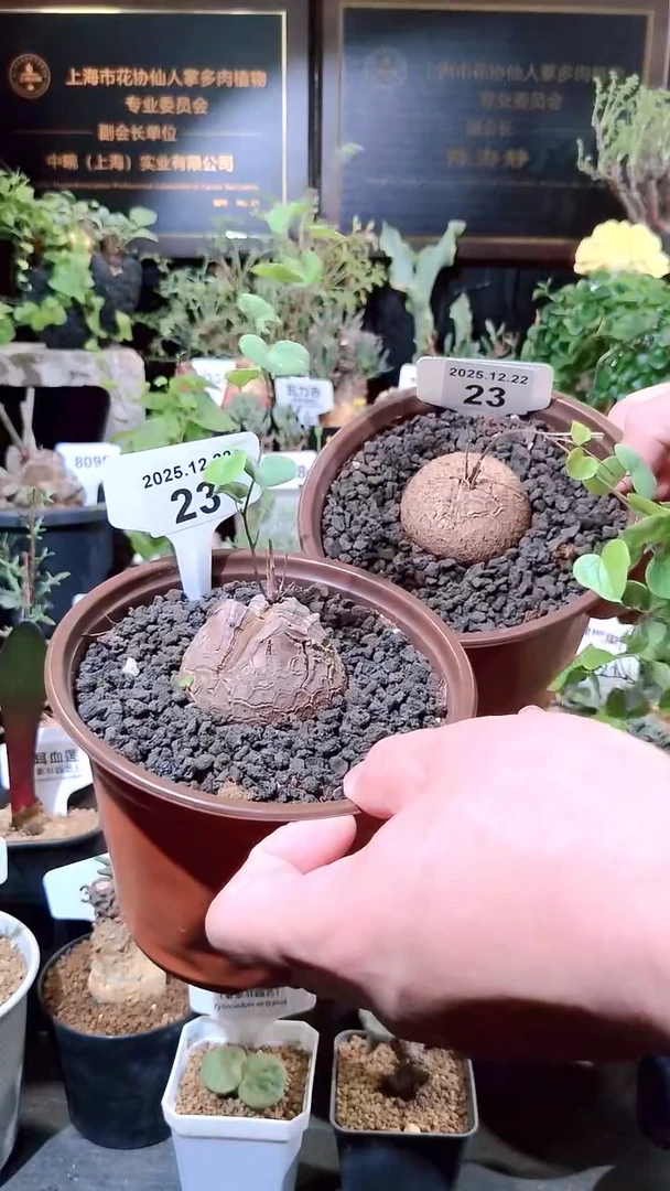 22号1222福利南非龟甲龙买1送1