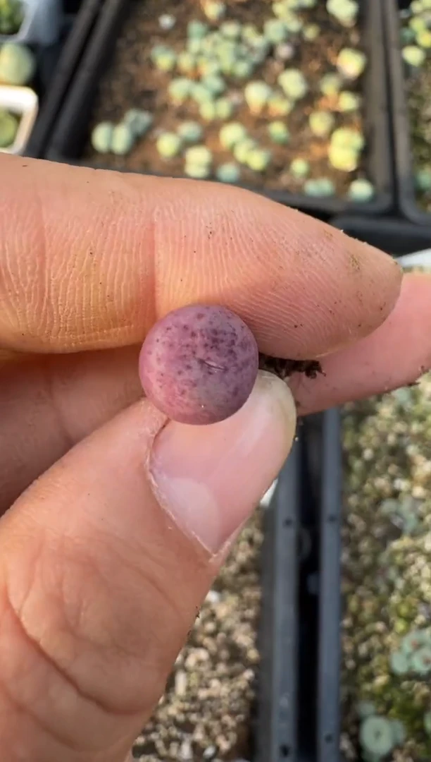 【闪购商品】17-89