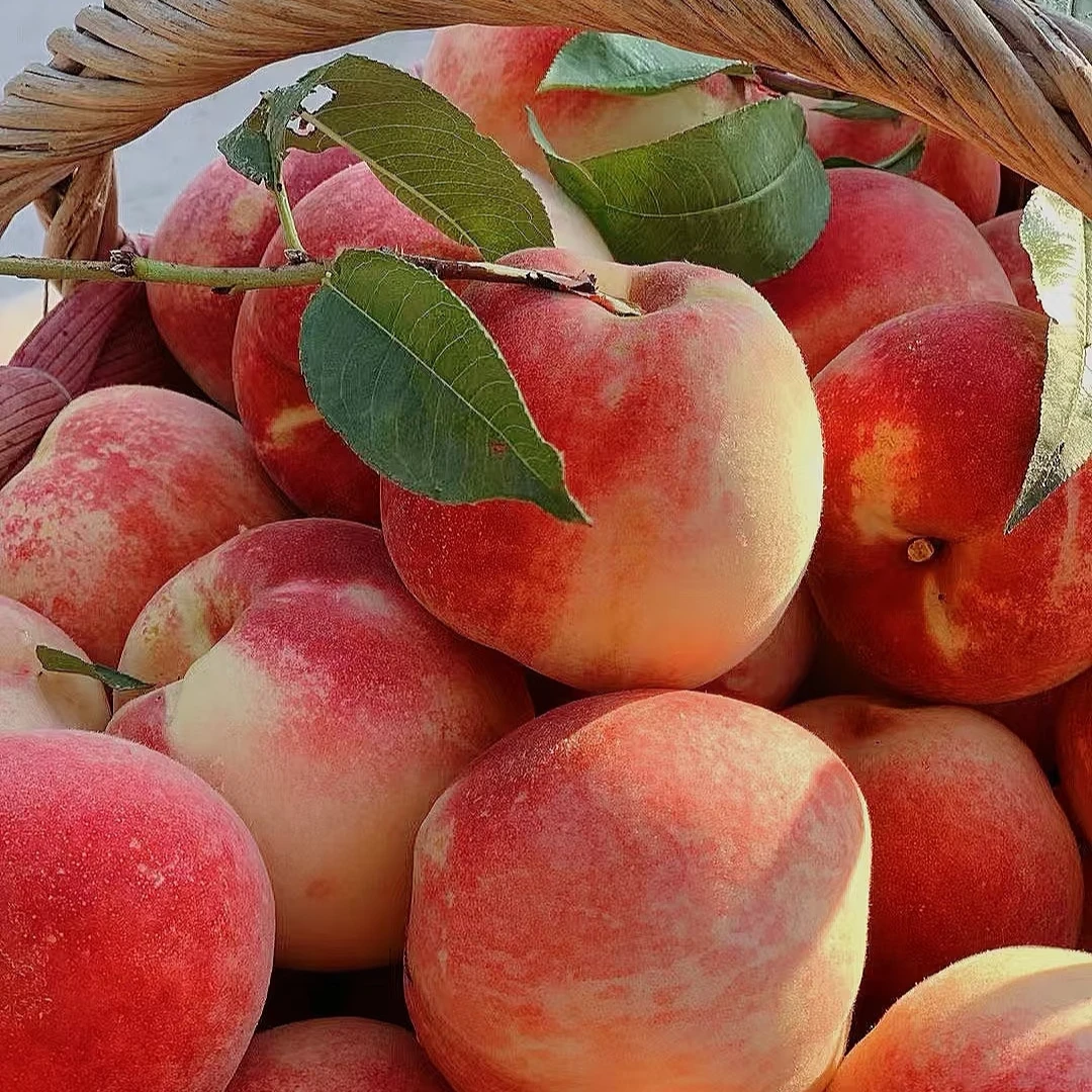 【金秋红蜜】冬桃，脆桃，脆甜，多汁，现摘现发，纯甜，鲜，精选新鲜