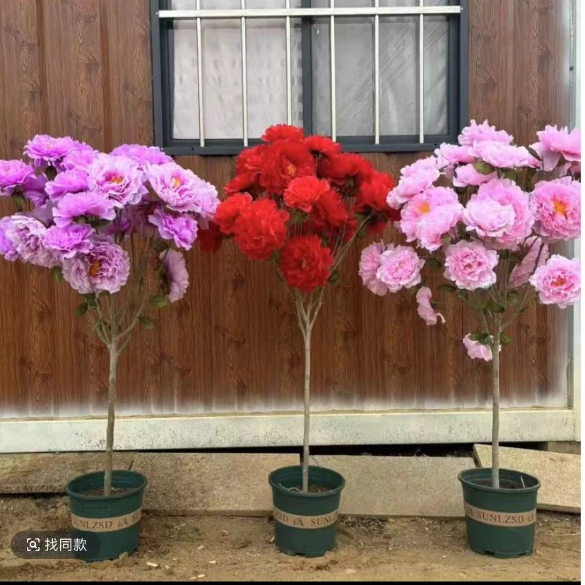 多色重瓣木槿花蓝莓盆栽南北方适宜种植室内室外皆可