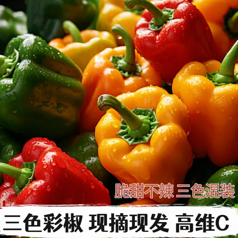 【限量购】五彩圆椒山东彩椒辣椒灯笼椒新鲜水果黄椒甜椒蔬菜红椒