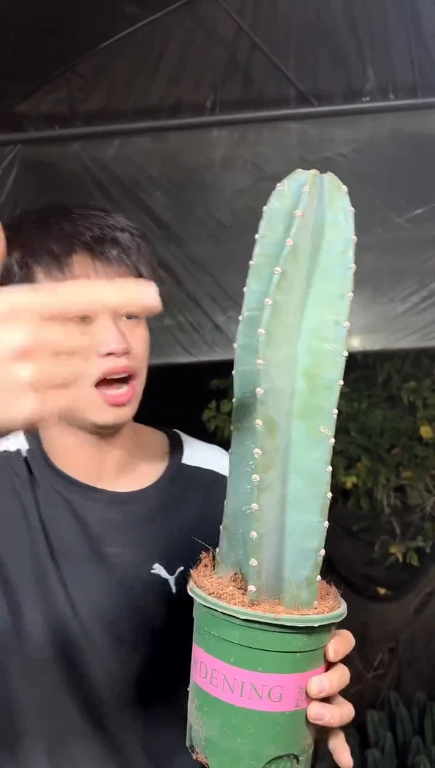 【带盆土】20cm+ 量天尺