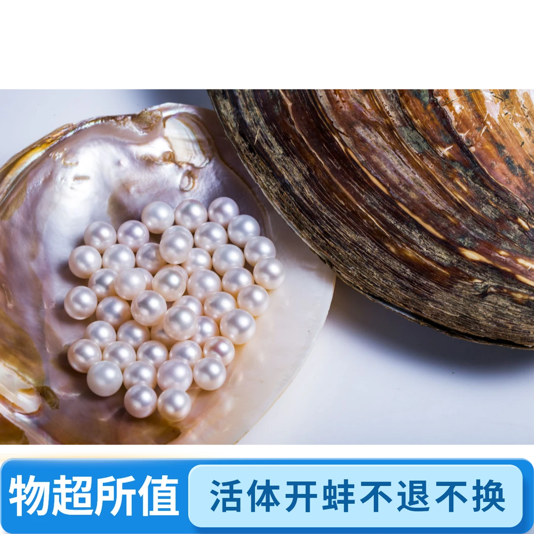 【白色】活体开蚌不退不换
