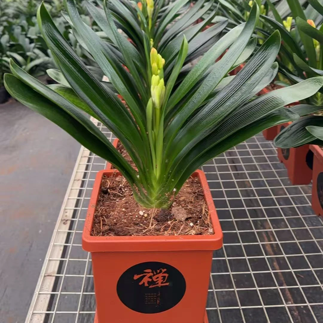 君子兰中华一号小（带花苞）红色禅意盆带托盘