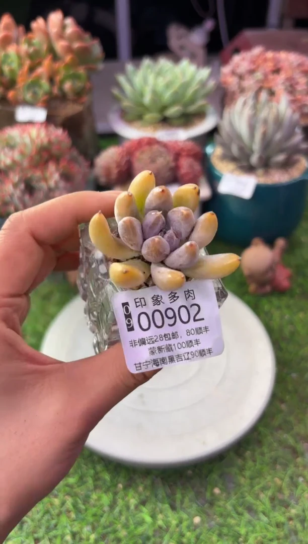 昆明印象多肉00902