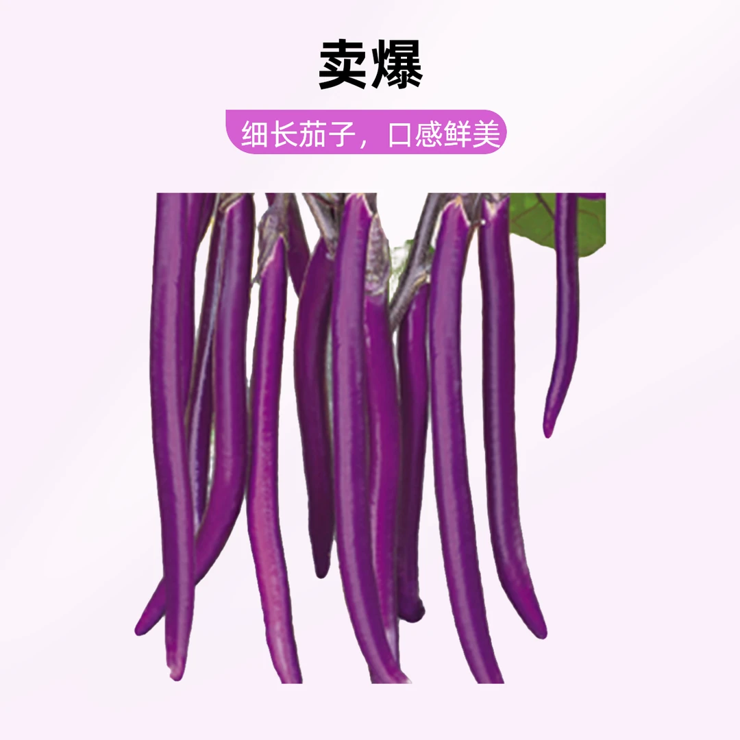 山东紫长茄现摘现发农家菜时令蔬菜新鲜1