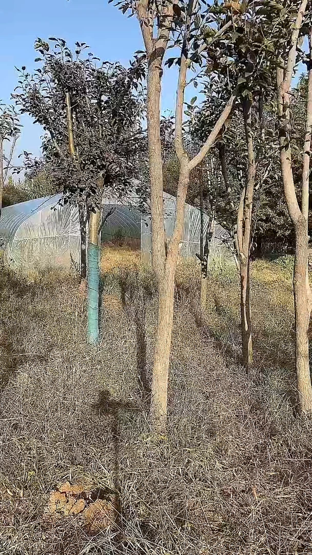 完全开放柿子343