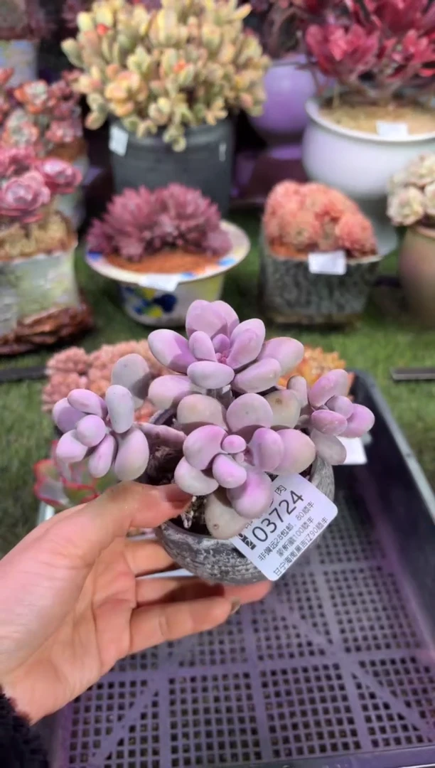 【闪购商品】03724脱土带盆