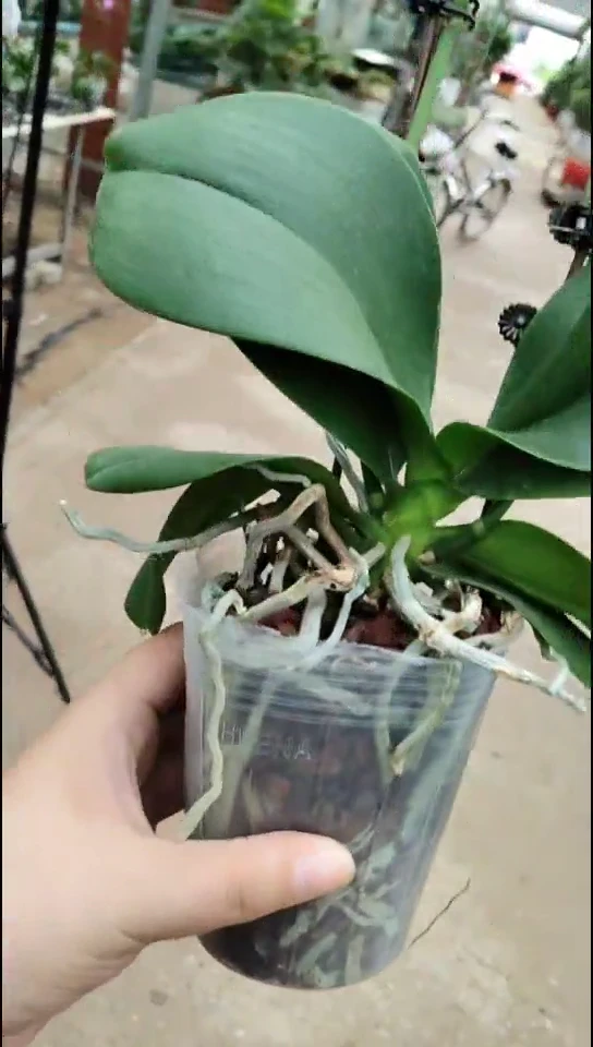 完全开放樱桃福利价