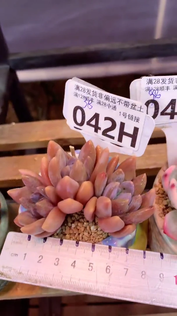 042H （一物一拍 所见即所得 满28包邮非偏远）