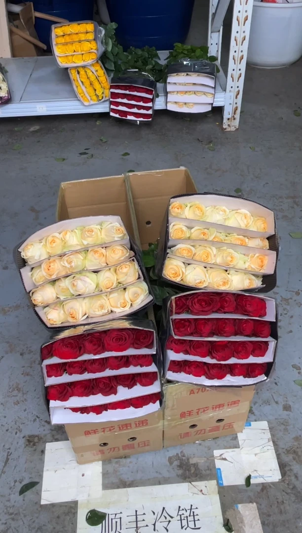 高原红20枝+香槟20枝