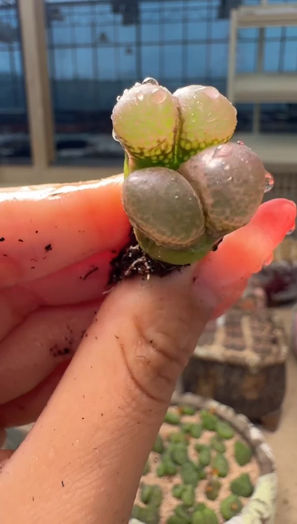 9-281多肉植物肉锥z872