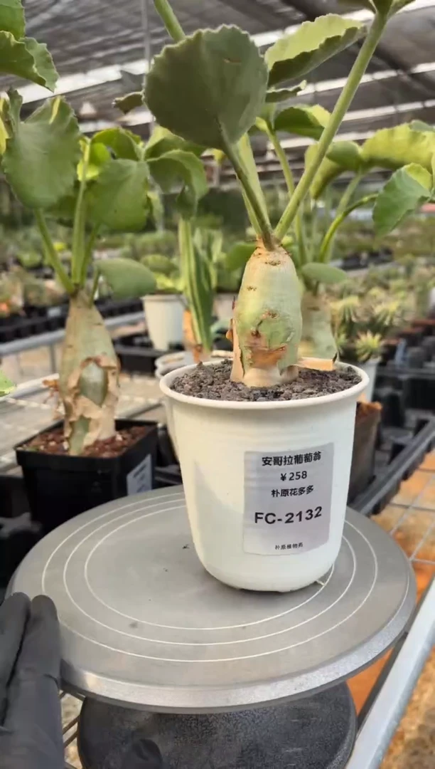 安哥拉葡萄翁FC-2132