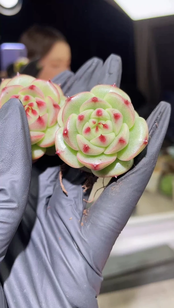 1300  雷音珍妮 3.5厘米左右 量拍随机发