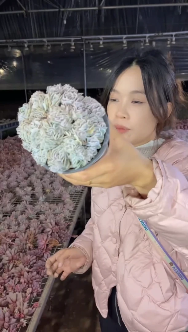 【闪购商品】59-蓝色惊喜缀