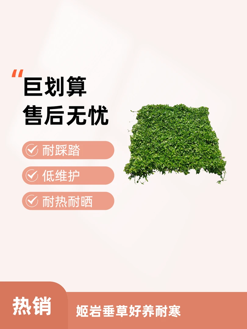 姬岩垂草耐踩踏耐热耐寒地被四季常绿庭院绿化多年生好养开花草