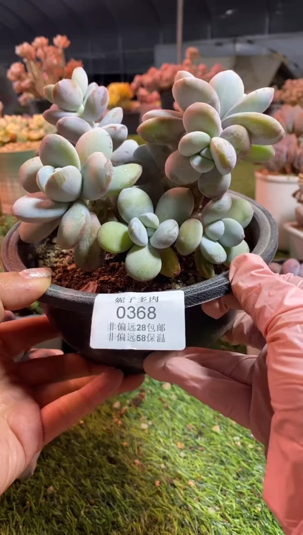 【闪购商品】0368a