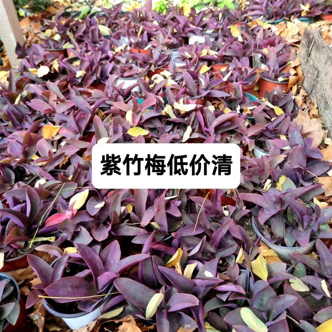 紫竹梅/紫罗兰盆栽/140#盆/室内盆栽/耐旱/耐寒/桌面盆栽