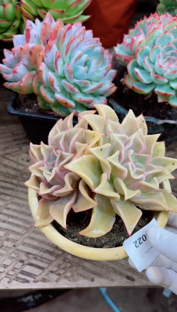 妞***院28022多肉植物一物一拍