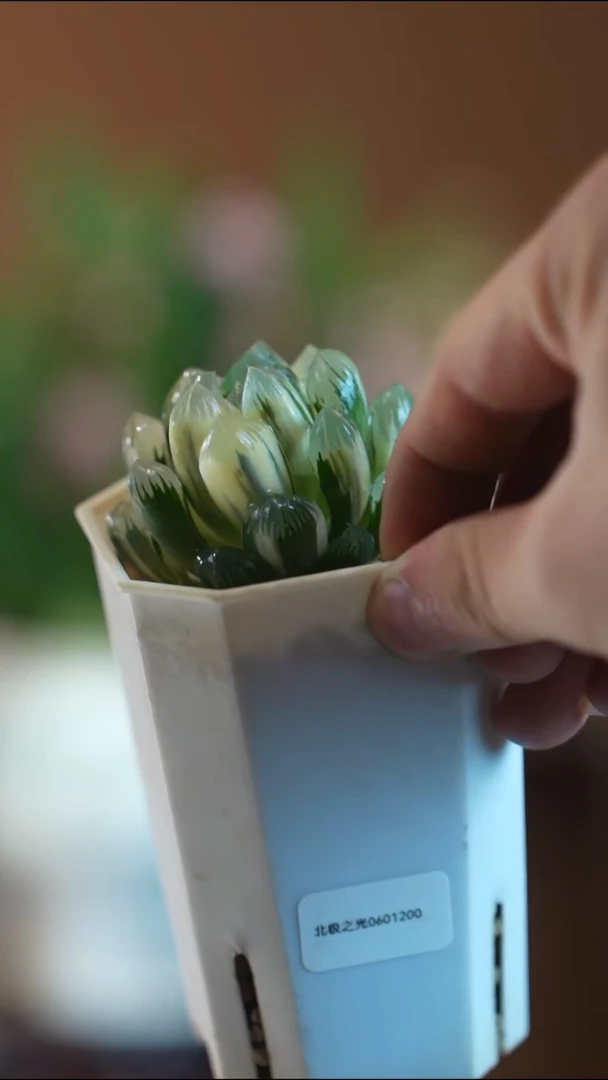 全部花朵用****定北极之光盆景盆景盆景