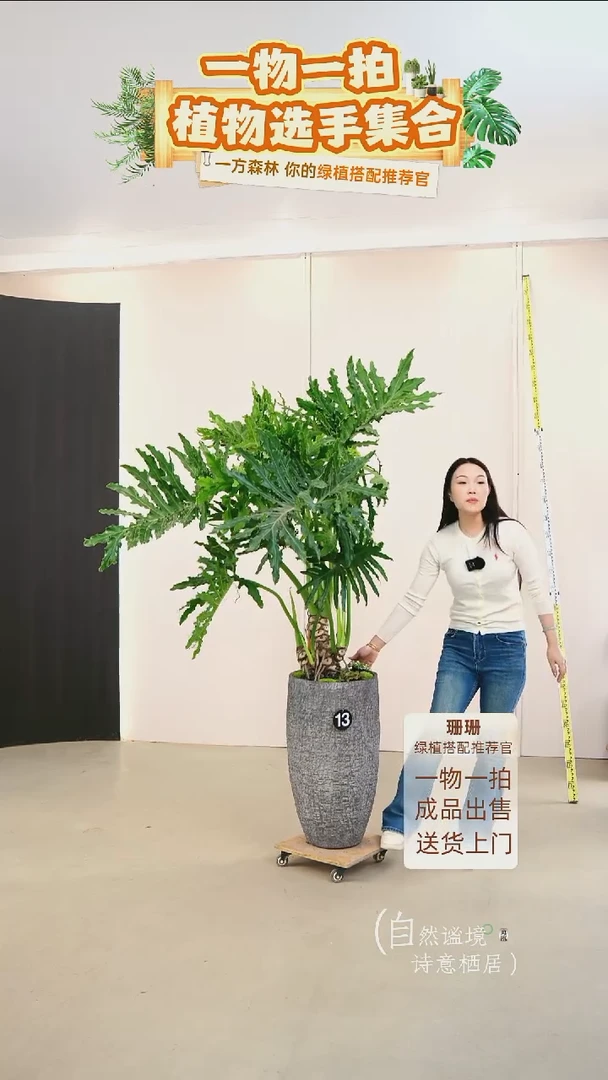 无花朵J****7龙鳞春羽连盆种好栽好一整套送货上门