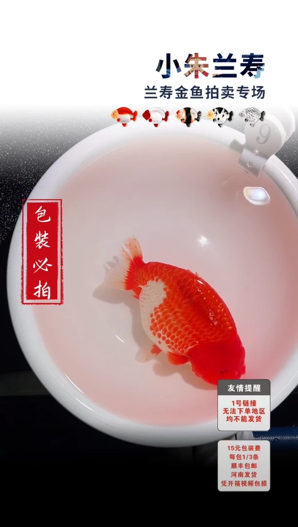金鱼包装必拍未拍顺丰到付9号