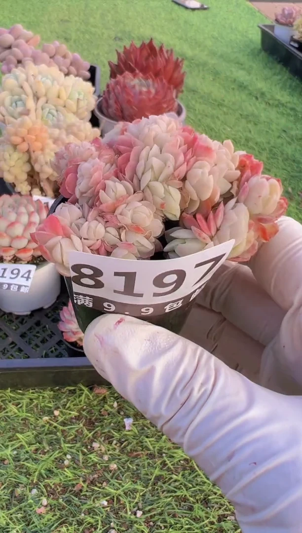 【闪购商品】信福多肉一物一拍