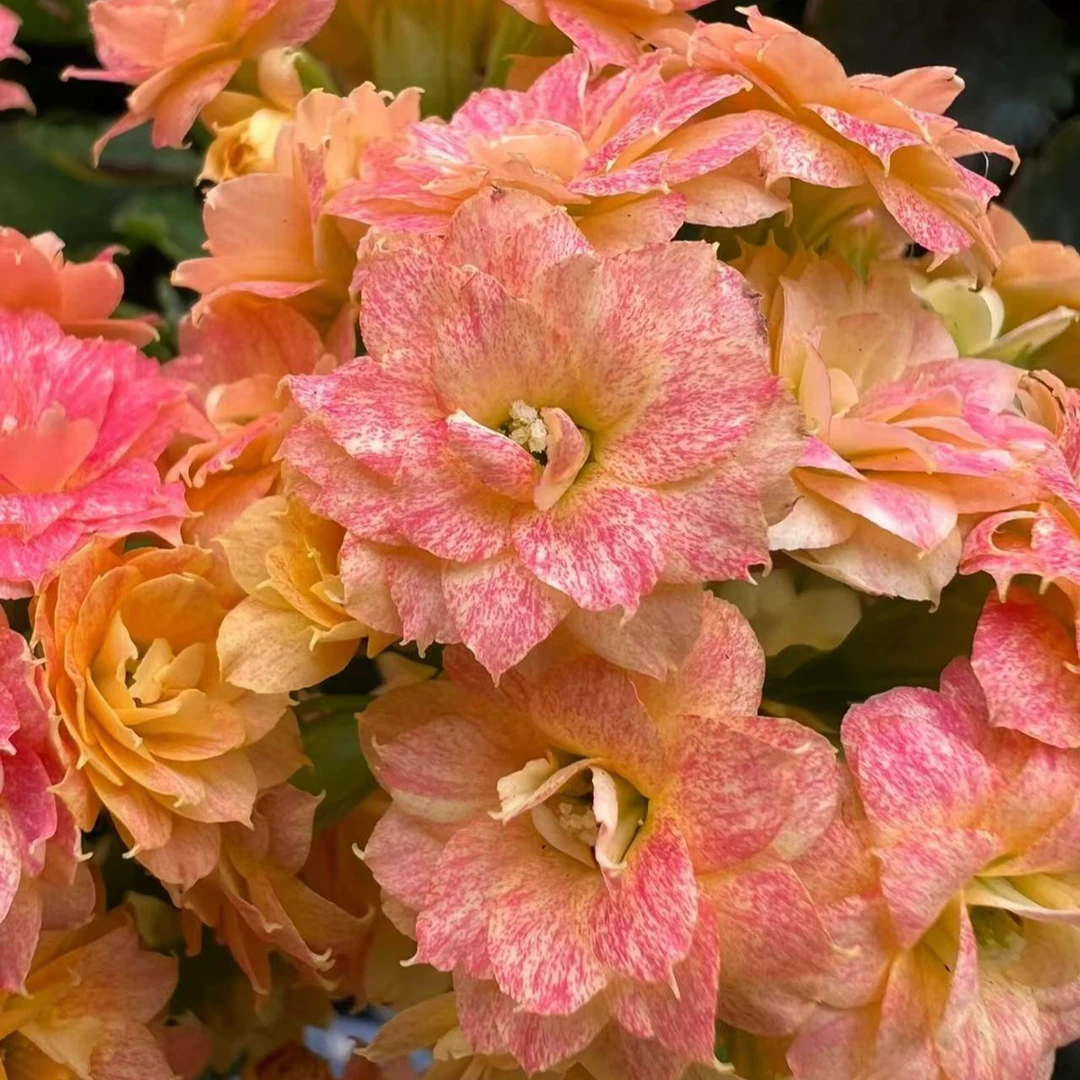 【极光】~稀有品种大花苞