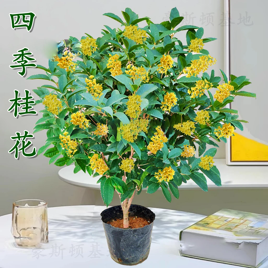 四季桂花盆栽浓香型庭院绿植室内外好养桂花树苗阳台四季花卉