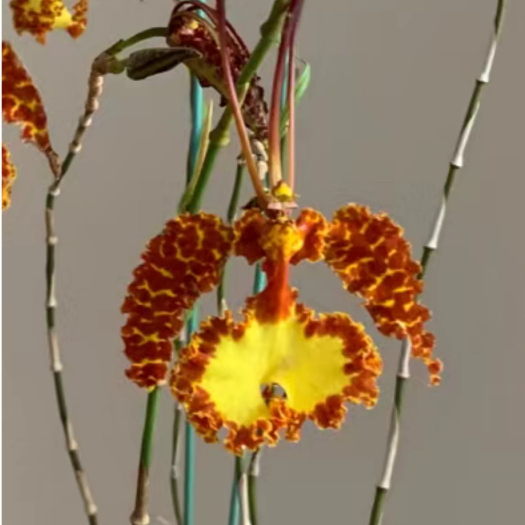 原生蝴蝶 齐天大圣