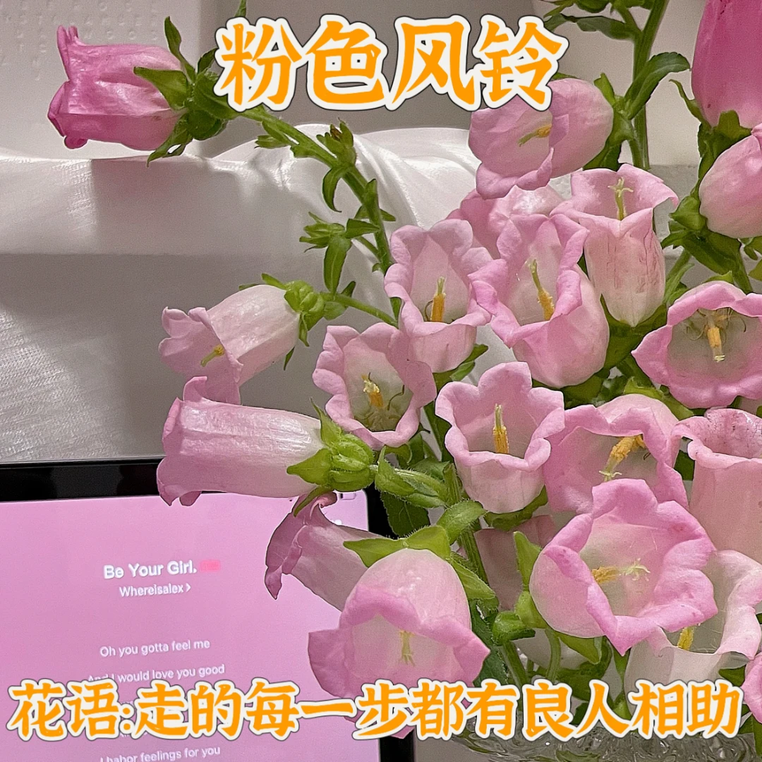 特价【次日达·粉风铃】一把5-8支风铃鲜切花·全场两单顺丰包邮次日达
