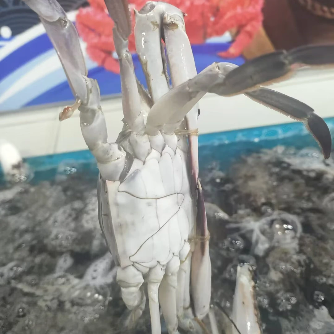 大公梭子蟹唐山渤海湾【保鲜不保活】5两左右一只 满三斤起发