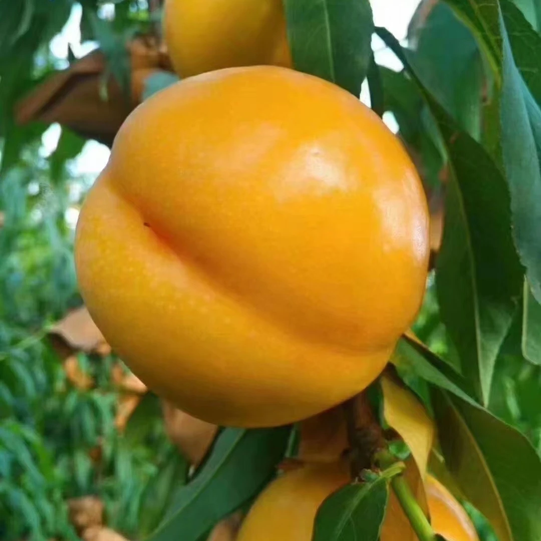 【顺丰包邮】北京平谷黄油桃√坏果包赔√新鲜桃子√现摘现发