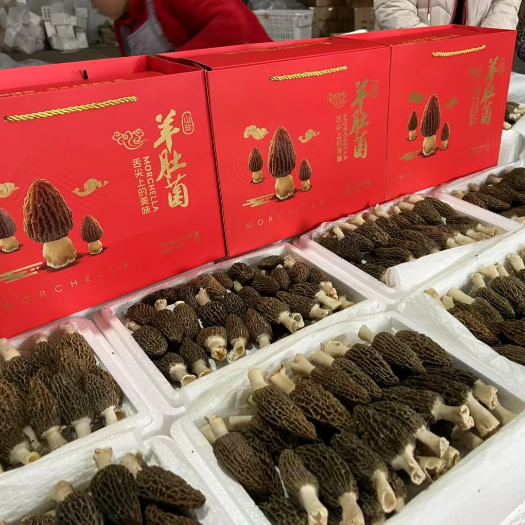 2025新鲜羊肚菌  精品头茬羊肚菌  煲汤食材 菌香浓郁